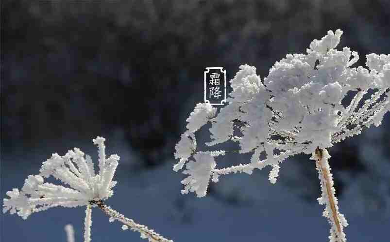 香蕉视频免费下载木業 | 寒霜降，染秋霜